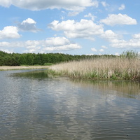Экотропа "В краю вертлявой камышовки" - река Ясельда