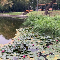 На Малом Купавенском пруду (рядом с Перовским парком культуры и отдыха)