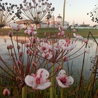 Вид на Богородице-Рождественский Бобренёв мужской монастырь со стороны пруда