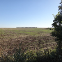 Поля в окрестностях посёлка