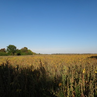 Поля в окрестностях посёлка.