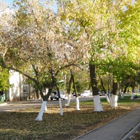 Мокроус. Улица Победы. Пешеходная зона. Деревья посажены в 1963 году.