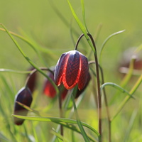 С.Каракокша. Рябчики.