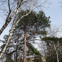 Участок сквера им.А.Джатдоева с западной стороны Дома Правительства.