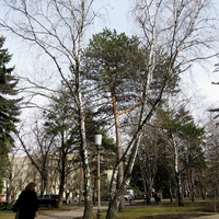 Участок сквера им.А.Джатдоева с юго-западной стороны Дома Правительства.