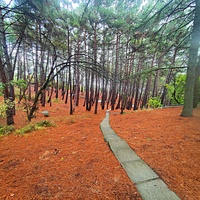 Парк санатория "Горный" в п.г.т. Курпаты.