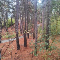 Парк санатория "Горный" в п.г.т. Курпаты.