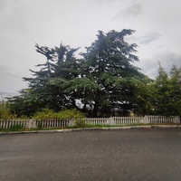 Парк бывшего санатория имени Пальмиро Тольятти в Курпатах.