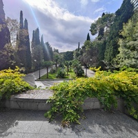 В Приморском парке имени Ю. А. Гагарина. Пальмовая аллея.