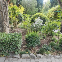 Сад Чехова возле «Белой дачи» - такая же достопримечательность, как и сам дом-музей. Создавался руками писателя, планировавшего его и проектировавшего по своему вкусу и концепции «вечной весны», чтобы почти круглогодично что-то цвело в саду.