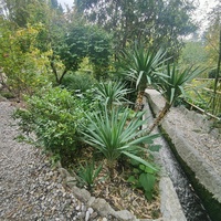 Сад Чехова возле «Белой дачи» - такая же достопримечательность, как и сам дом-музей. Создавался руками писателя, планировавшего его и проектировавшего по своему вкусу и концепции «вечной весны», чтобы почти круглогодично что-то цвело в саду.