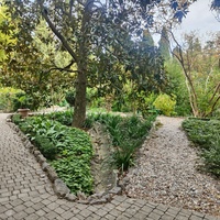 Сад Чехова возле «Белой дачи» - такая же достопримечательность, как и дом-музей. Создавался руками писателя, по его плану и проекту, своему вкусу по концепции «вечной весны», чтобы почти круглогодично что-то цвело в саду. Кедр атласский.