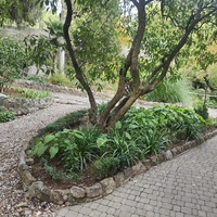 Сад Чехова возле «Белой дачи» - такая же достопримечательность, как и сам дом-музей. Создавался руками писателя, планировавшего его и проектировавшего по своему вкусу и концепции «вечной весны», чтобы почти круглогодично что-то цвело в саду.