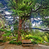 Сад Чехова возле «Белой дачи» - такая же достопримечательность, как и сам дом-музей. Создавался руками писателя, планировавшего его и проектировавшего по своему вкусу и концепции «вечной весны», чтобы почти круглогодично что-то цвело в саду.