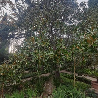 Сад Чехова возле «Белой дачи» - такая же достопримечательность, как и сам дом-музей. Создавался руками писателя, планировавшего его и проектировавшего по своему вкусу и концепции «вечной весны», чтобы почти круглогодично что-то цвело в саду.