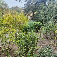 Сад Чехова возле «Белой дачи» - такая же достопримечательность, как и сам дом-музей. Создавался руками писателя, планировавшего его и проектировавшего по своему вкусу и концепции «вечной весны», чтобы почти круглогодично что-то цвело в саду.