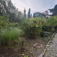 Сад Чехова возле «Белой дачи» - такая же достопримечательность, как и сам дом-музей. Создавался руками писателя, планировавшего его и проектировавшего по своему вкусу и концепции «вечной весны», чтобы почти круглогодично что-то цвело в саду.