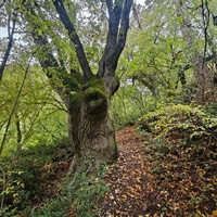 У Царской (Солнечной) тропы около пос. Ореанда.