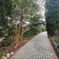 Территория санатория "Днепр" (бывшего дворцово-паркового ансамбля Харакс). Одна из аллей.