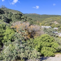 На горе Урьянда (Крестовая).  Вид на горные заросли и застройку посёлка.