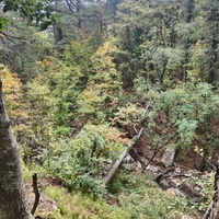 Вдоль экологической тропы к сосне Палласа - историч. и биологич. памятнику природы на терр. Ялтинского горно-лесного заповедника. Дерево растёт на южных отрогах плато Ай-Петри и считается одним из древнейших ныне живущих деревьев Крыма.