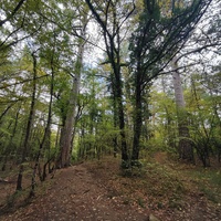 Вдоль экологической тропы к сосне Палласа - историч. и биологич. памятнику природы на терр. Ялтинского горно-лесного заповедника. Дерево растёт на южных отрогах плато Ай-Петри и считается одним из древнейших ныне живущих деревьев Крыма.