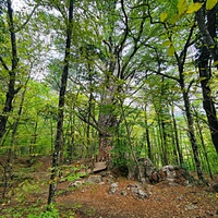 Сосна Палласа - историч. и биологич. памятник природы на южных отрогах плато Ай-Петри на территории Ялтинского горно-лесного заповедника. Одно  из древнейших ныне живущих деревьев Крыма. Сосна названа в честь Петра Палласа, путешественника и учёного.