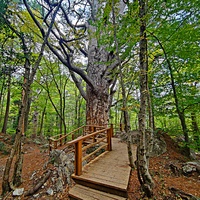 Сосна Палласа - историч. и биологич. памятник природы на южных отрогах плато Ай-Петри на территории Ялтинского горно-лесного заповедника. Одно  из древнейших ныне живущих деревьев Крыма. Сосна названа в честь Петра Палласа, путешественника и учёного.