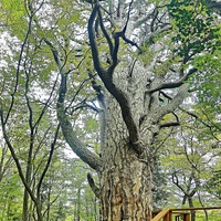 Сосна Палласа - историч. и биологич. памятник природы на южных отрогах плато Ай-Петри на территории Ялтинского горно-лесного заповедника. Одно  из древнейших ныне живущих деревьев Крыма. Сосна названа в честь Петра Палласа, путешественника и учёного.