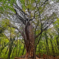 Сосна Палласа - историч. и биологич. памятник природы на южных отрогах плато Ай-Петри на территории Ялтинского горно-лесного заповедника. Одно  из древнейших ныне живущих деревьев Крыма. Сосна названа в честь Петра Палласа, путешественника и учёного.