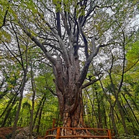 Сосна Палласа - историч. и биологич. памятник природы на южных отрогах плато Ай-Петри на территории Ялтинского горно-лесного заповедника. Одно  из древнейших ныне живущих деревьев Крыма. Сосна названа в честь Петра Палласа, путешественника и учёного.