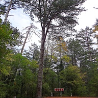 По Бахчисарайскому шоссе между памятниками природы водопадом Учан-Су и сосной Палласа Ялтинского горно-лесного заповедника.