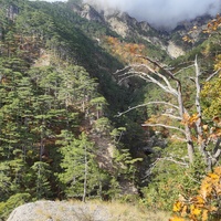Вдоль экологического маршрута "Штангеевская тропа" на территории Ялтинского горно-лесного заповедника.