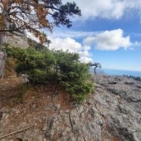 Вдоль экологического маршрута "Штангеевская тропа" на территории Ялтинского горно-лесного заповедника. Вид в сторону Ялты со скалистого обрыва южного отрога Ялтинской яйлы.