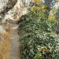 Скалистый обрыв южного склона Ялтинской яйлы вдоль экологического маршрута "Штангеевская тропа" на территории Ялтинского горно-лесного заповедника.