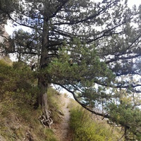 Пешеходный экологический маршрут "Штангеевская тропа" на территории Ялтинского горно-лесного заповедника.