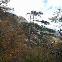 Вдоль экологического маршрута "Штангеевская тропа" за Чёртовым мостом на территории Ялтинского горно-лесного заповедника.