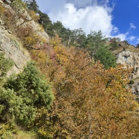 Вдоль экологического маршрута "Штангеевская тропа" около утёса Ставри-Кая на территории Ялтинского горно-лесного заповедника.