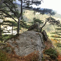 Вдоль пешеходного экологического маршрута "Боткинская тропа" на территории Ялтинского горно-лесного заповедника.