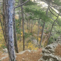 Вдоль пешеходного экологического маршрута "Боткинская тропа" на территории Ялтинского горно-лесного заповедника. Нижний ярус тропы.