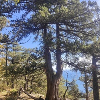 На пешеходном экологическом маршруте "Курчатовская тропа" Ялтинского горно-лесного природного заповедника.