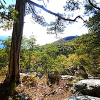 На пешеходном экологическом маршруте "Курчатовская тропа" Ялтинского горно-лесного природного заповедника.