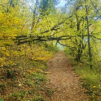 Пешеходный экологический маршрут "Боткинская тропа" на территории Ялтинского горно-лесного заповедника.