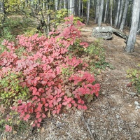 Пешеходный экологический маршрут "Боткинская тропа" на территории Ялтинского горно-лесного заповедника.