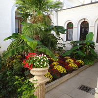 Дворцово-парковый ансамбль Ливадийского дворца. Декоративно-цветочная композиция с бананами и пальмой у стен Крестовоздвиженского храма.