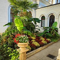 Дворцово-парковый ансамбль Ливадийского дворца. Декоративно-цветочная композиция с бананами и пальмой у стен Крестовоздвиженского храма.