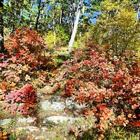 На пешеходном экологическом маршруте "Курчатовская тропа" Ялтинского горно-лесного природного заповедника.