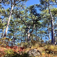 На пешеходном экологическом маршруте "Курчатовская тропа" Ялтинского горно-лесного природного заповедника.