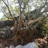 Земляничник Ены (в честь Крым. географа проф. В. Г. Ены) — ботан. памятник природы на юж. склоне г. Ай-Никола, в 20 м от Курчатовский тропы. На высоте 1,3 м в обхвате 4,5 м, у земли — 7 м, высота — 10 м. Самый старый земляничник в Крыму (>1300 лет).