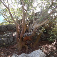 Земляничник Ены (в честь Крым. географа проф. В. Г. Ены) — ботан. памятник природы на юж. склоне г. Ай-Никола, в 20 м от Курчатовский тропы. На высоте 1,3 м в обхвате 4,5 м, у земли — 7 м, высота — 10 м. Самый старый земляничник в Крыму (>1300 лет).